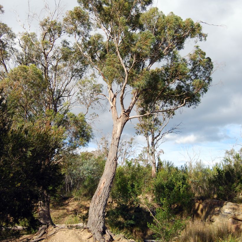 Eucalyptus amygdalina ou salicifolia - Gommier-menthe noir (Port)