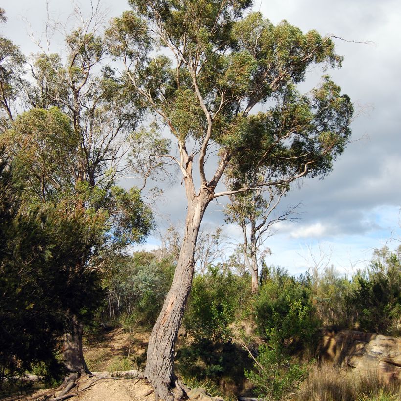 Eucalyptus amygdalina ou salicifolia - Gommier-menthe noir  (Port)