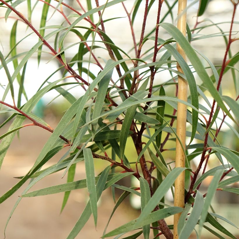 Eucalyptus approximans - Mallee de Barren Mountain (Feuillage)