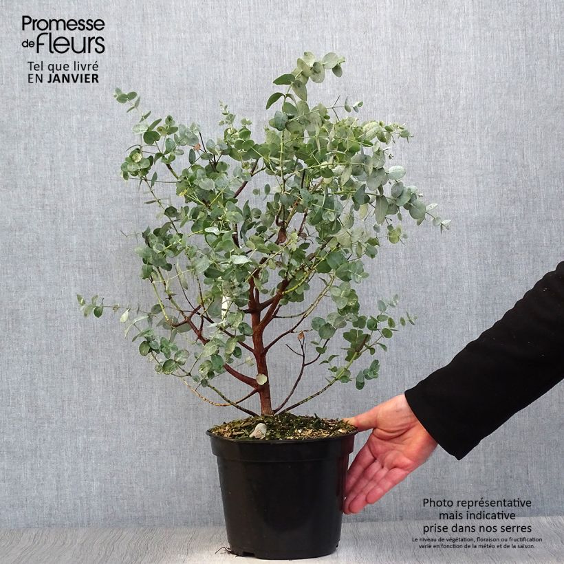 Spécimen de Eucalyptus archeri - Gommier alpin, Eucalyptus d'Archer Pot de 4L/5L tel que livré en hiver