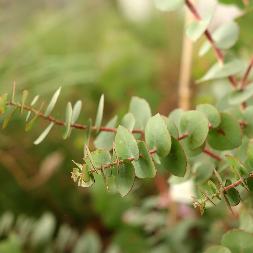 Eucalyptus bridgesiana - Gommier de Bridges (Feuillage)