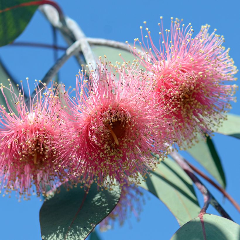 Eucalyptus caesia subsp magna - Gommier Princesse d'argent (Floraison)