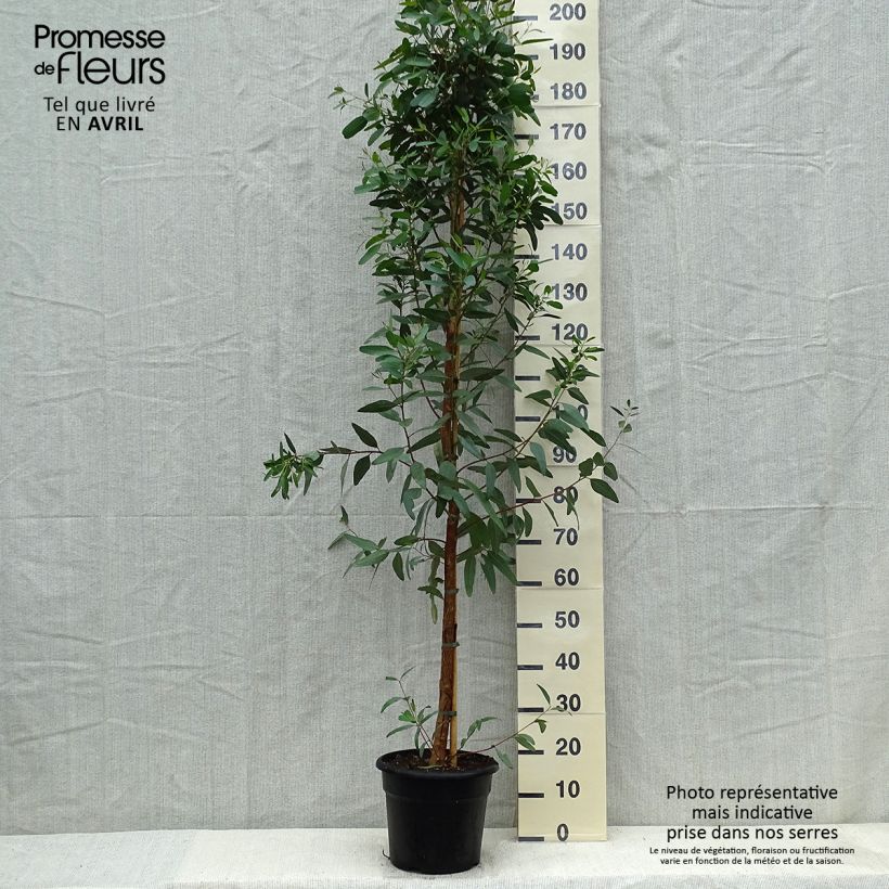 Spécimen de Eucalyptus camaldulensis Rostrata - Gommier rouge des rivières, Gommier de Camaldoli - Pot de 7,5L/10L tel que livré au printemps