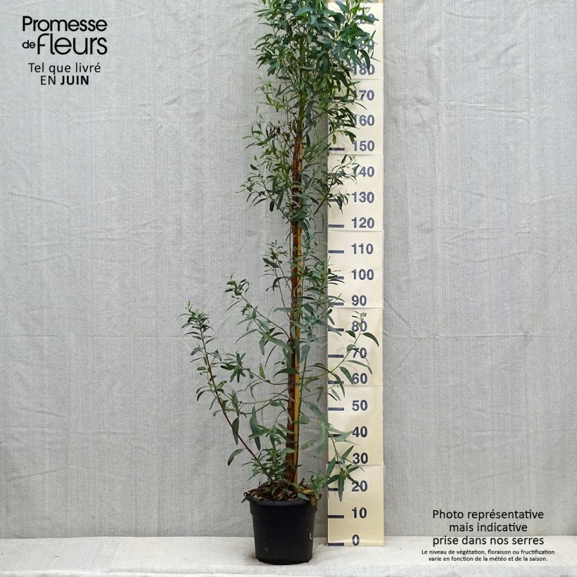 Spécimen de Eucalyptus camaldulensis Rostrata - Gommier rouge des rivières, Gommier de Camaldoli Pot de 7,5L/10L tel que livré en été