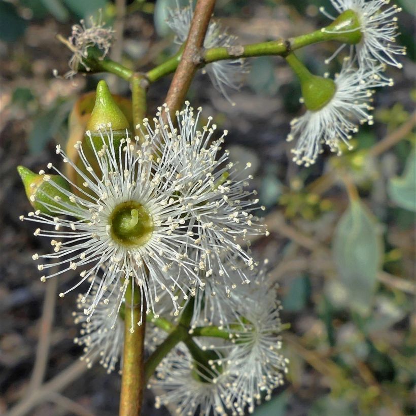 Eucalyptus camphora subsp humeana - Gommier des marais de montagne (Floraison)