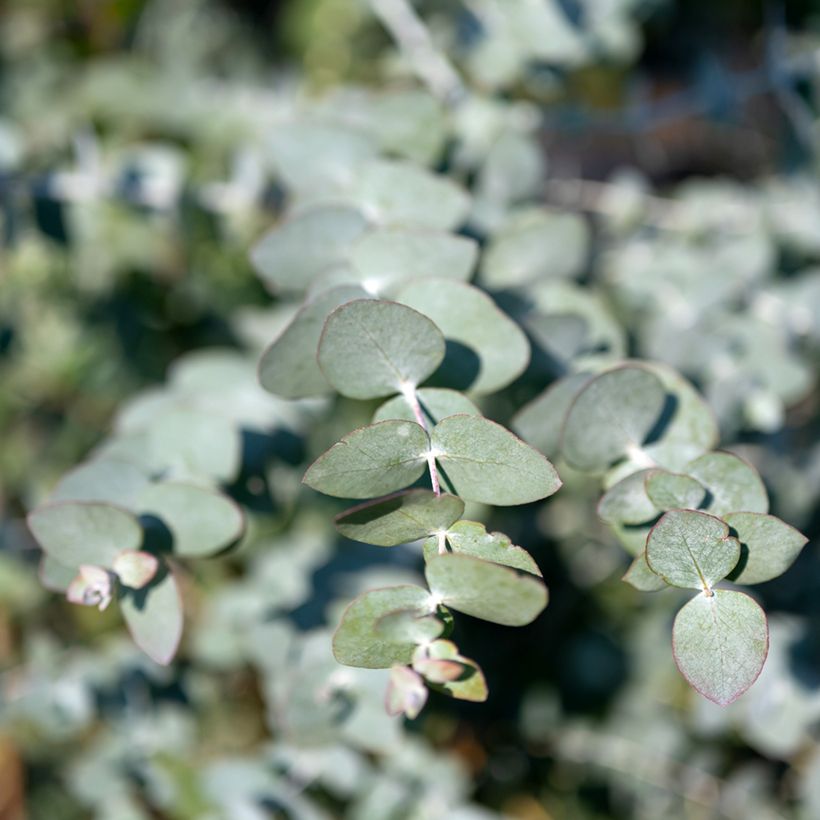 Eucalyptus cinerea Silver Dollar - Gommier cendré (Feuillage)