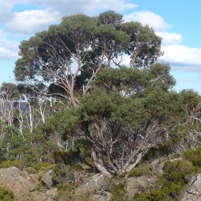 Eucalyptus coccifera - Gommier des neiges de Tasmanie (Port)