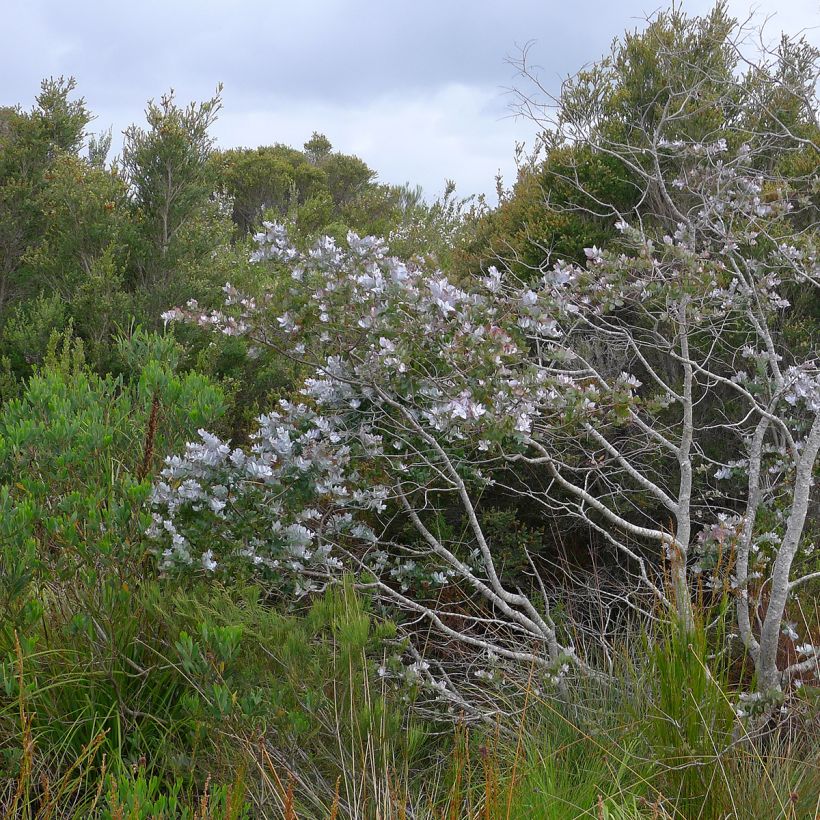 Eucalyptus crenulata - Gommier crénelé (Port)