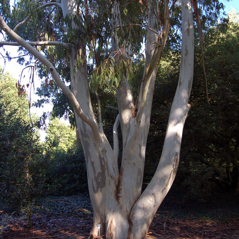 Eucalyptus dalrympleana - Gommier blanc des montagnes (Port)