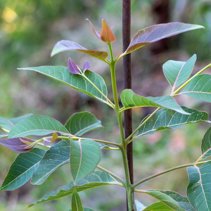 Eucalyptus deglupta - Gommier arc-en-ciel (Feuillage)