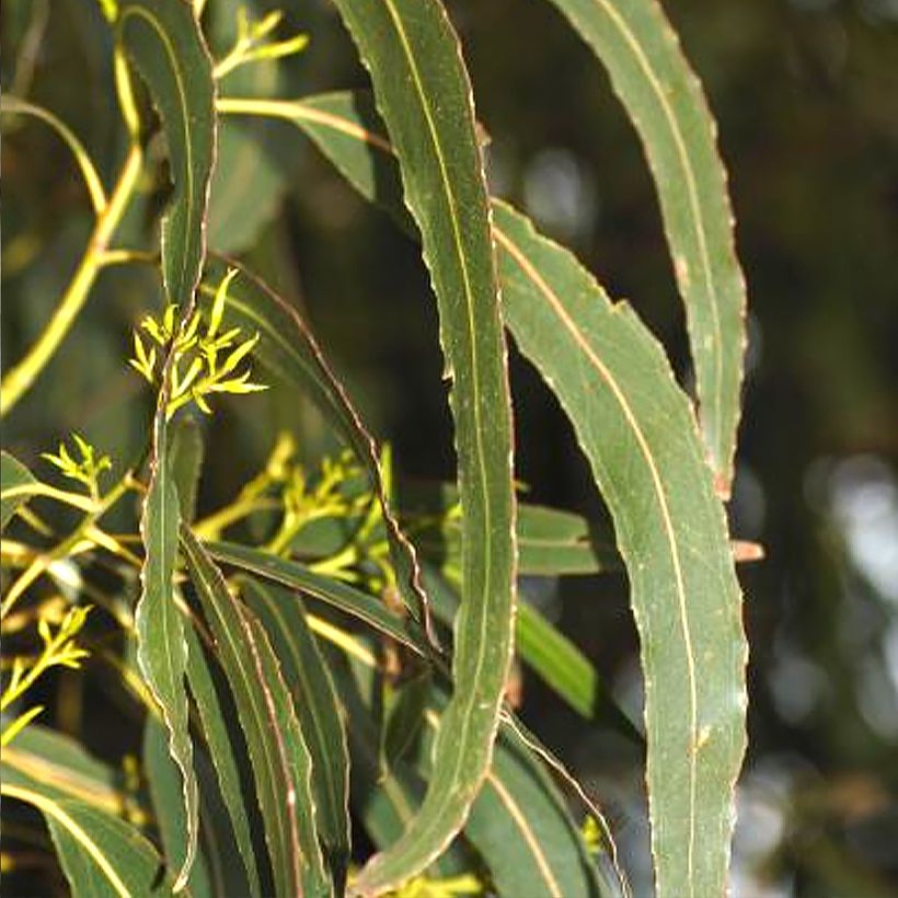 Eucalyptus denticulata - Gommier brillant d'Errinundra (Feuillage)