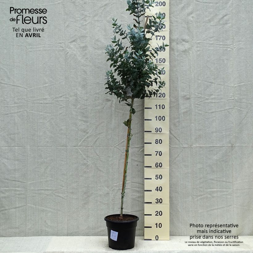 Spécimen de Eucalyptus globulus - Eucalyptus commun ou Gommier bleu  - Pot de 7,5L/10L tel que livré au printemps