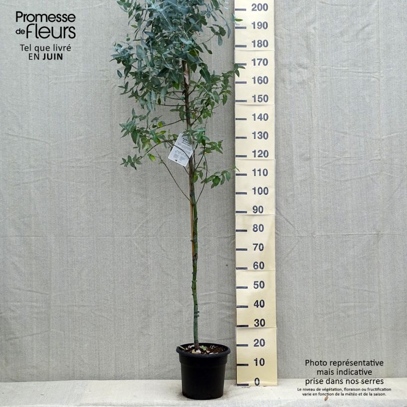 Spécimen de Eucalyptus globulus - Eucalyptus commun ou Gommier bleu  Pot de 7,5L/10L tel que livré en été