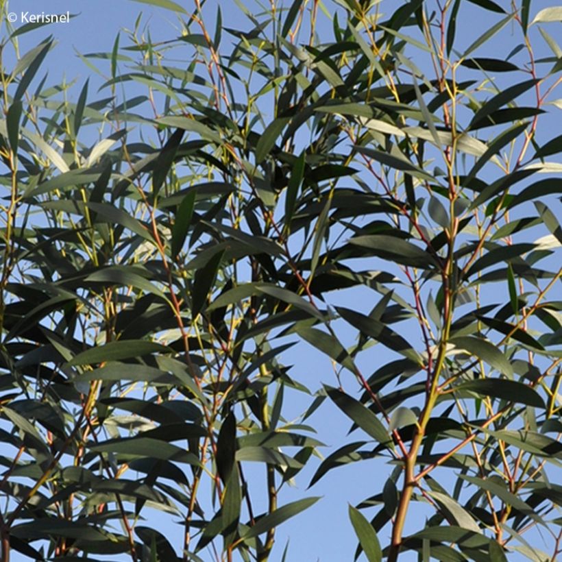 Eucalyptus gregsoniana ou pauciflora var. nana - Gommier des neiges (Feuillage)