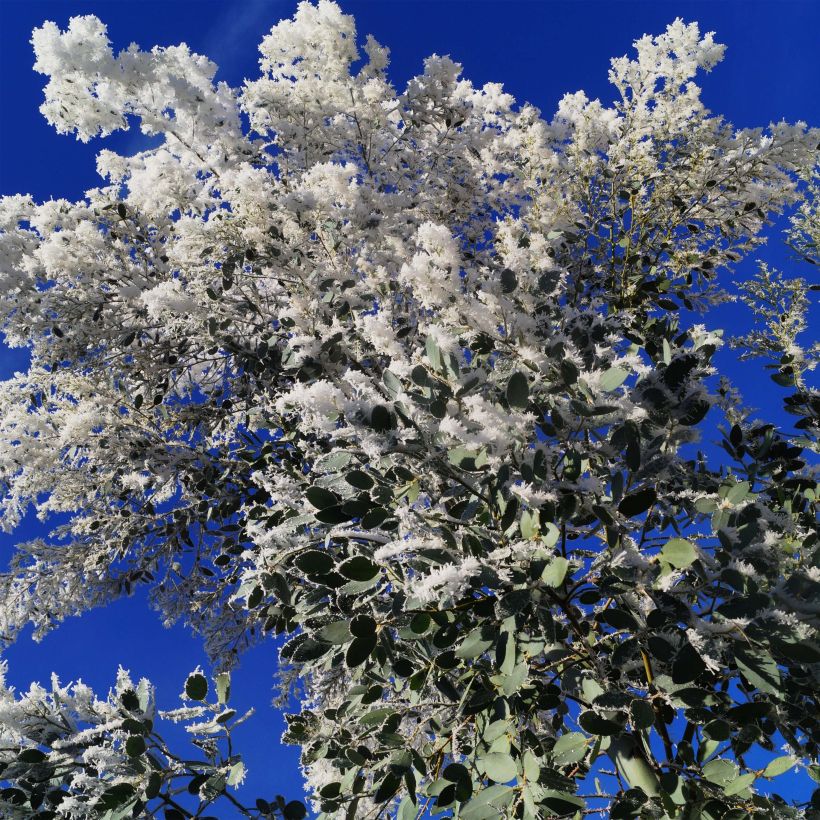 Eucalyptus gunnii Azura - Gommier cidre (Floraison)