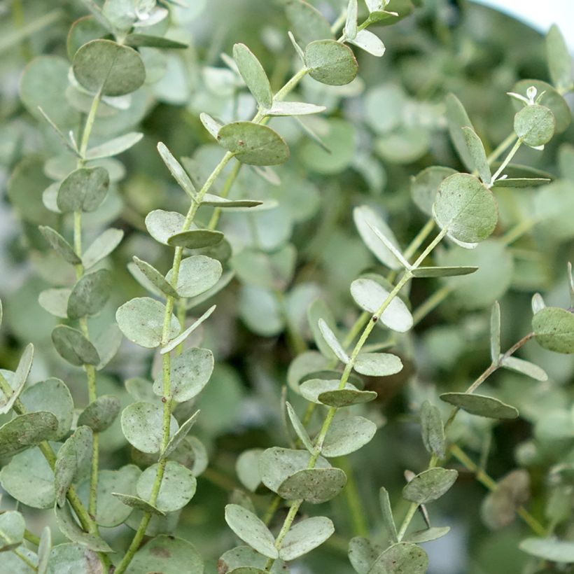 Eucalyptus gunnii Azura - Gommier cidre (Feuillage)