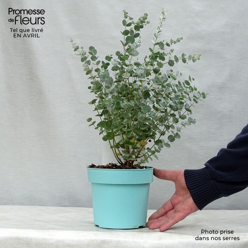 Spécimen de Eucalyptus gunnii Azura - Gommier cidre en pot de 1.5L/2L tel que livré au printemps