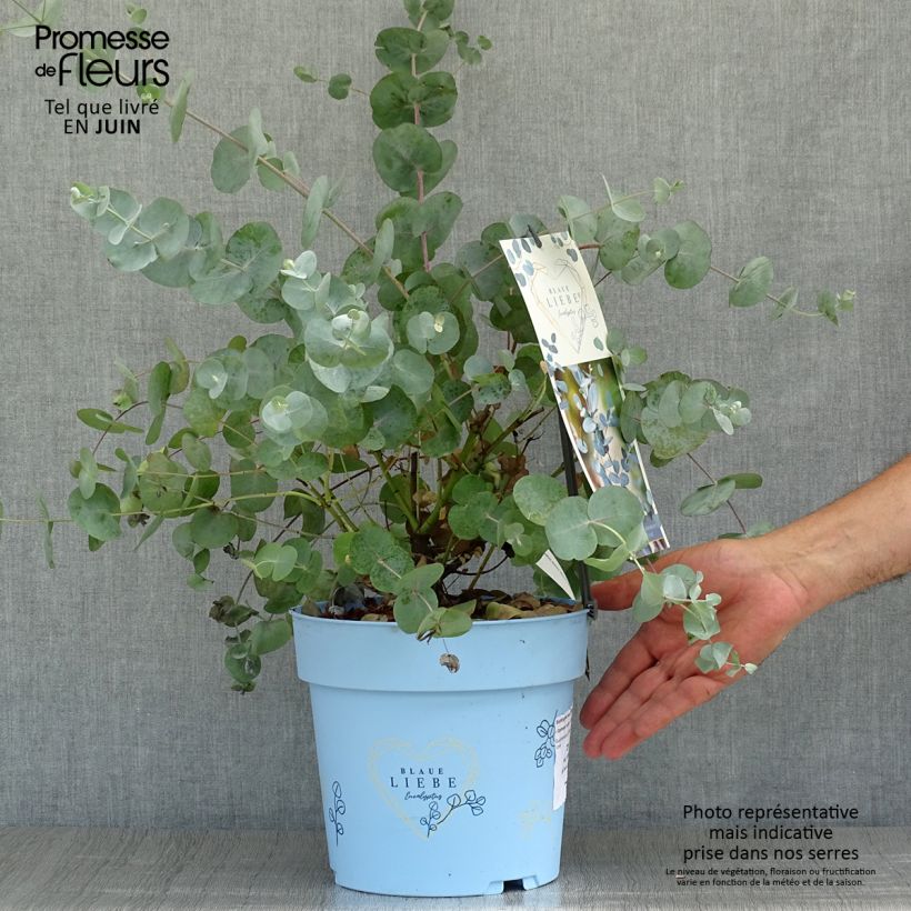 Spécimen de Eucalyptus gunnii Azura - Gommier cidre Pot de 3L/4L tel que livré en été