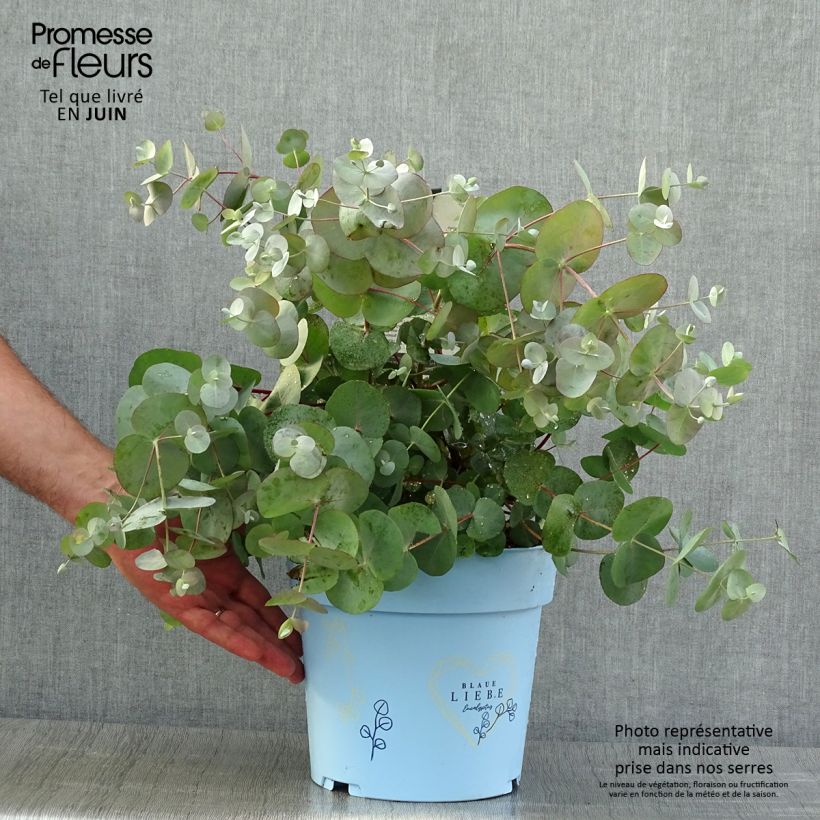 Spécimen de Eucalyptus gunnii Blaue Liebe - Gommier cidre - Pot de 6L/7L tel que livré en été
