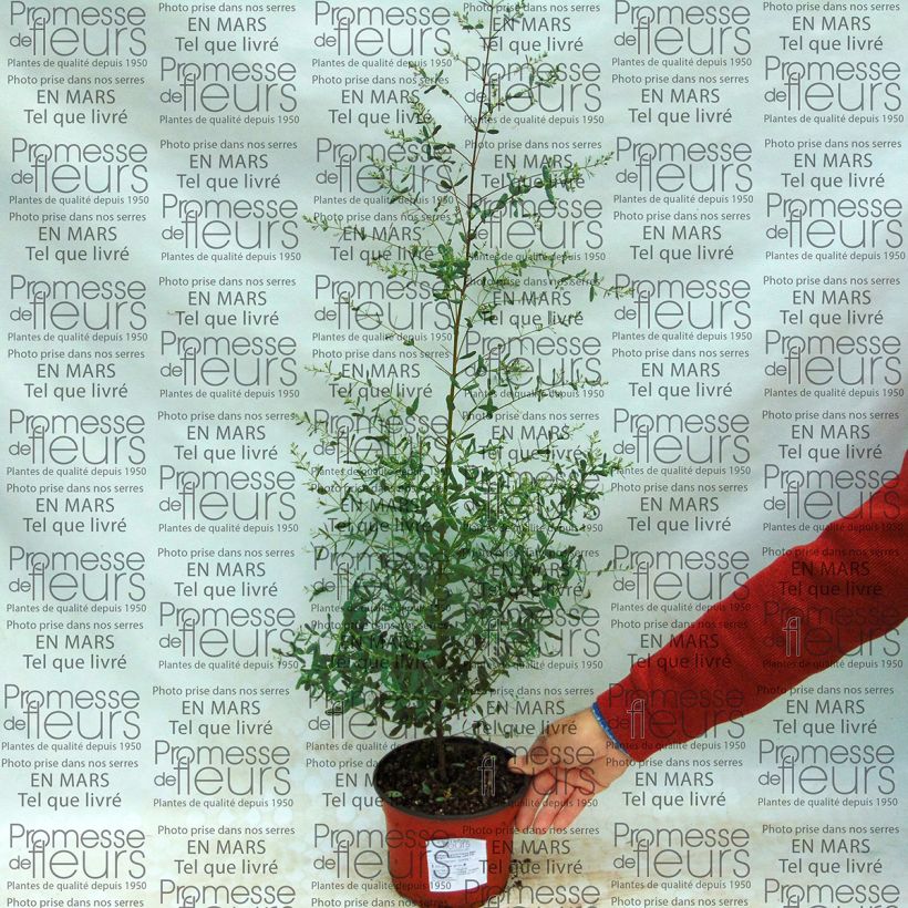 Exemple de spécimen de Eucalyptus gunnii France Bleu Rengun - Gommier cidre C2L tel que livré