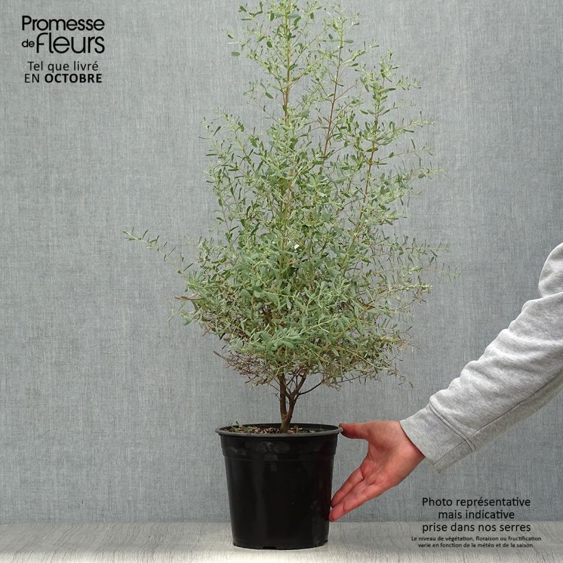 Spécimen de Eucalyptus gunnii France Bleu Rengun - Gommier cidre Pot de 3L/4L tel que livré en automne