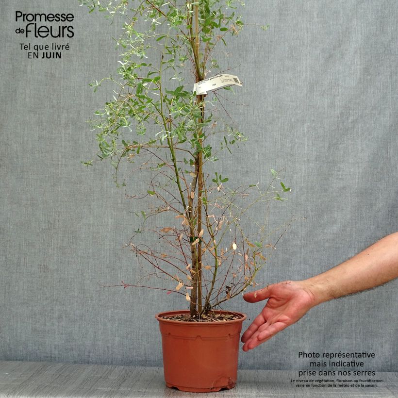 Spécimen de Eucalyptus gunnii France Bleu Rengun - Gommier cidre Pot de 3L/4L tel que livré en été