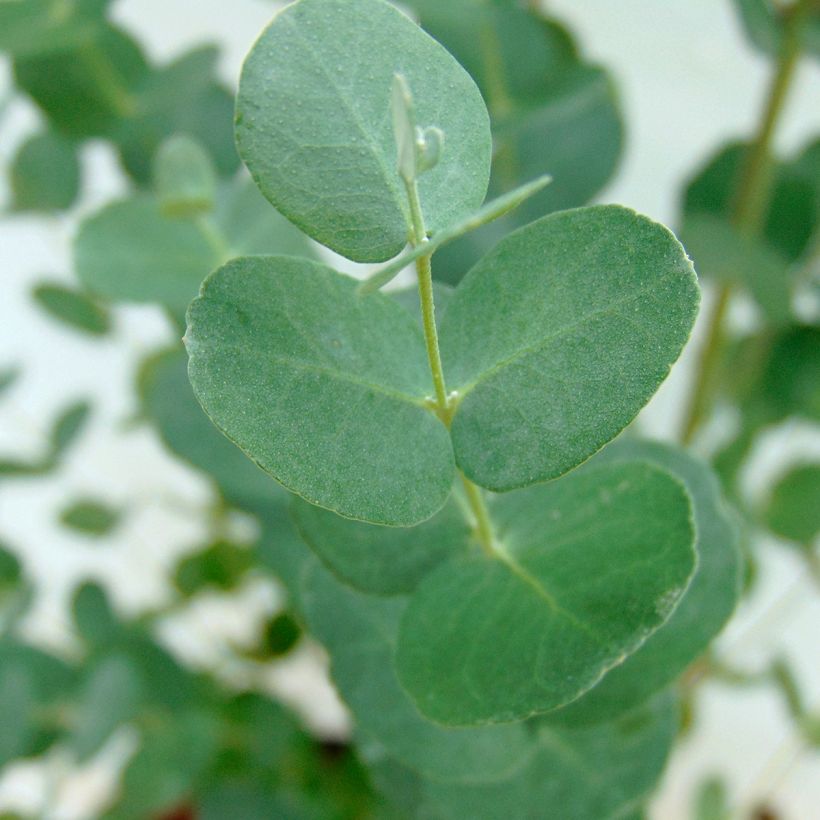 Eucalyptus gunnii - Gommier cidre (Feuillage)