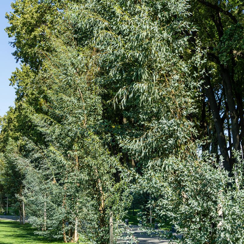 Eucalyptus gunnii - Gommier cidre (Port)
