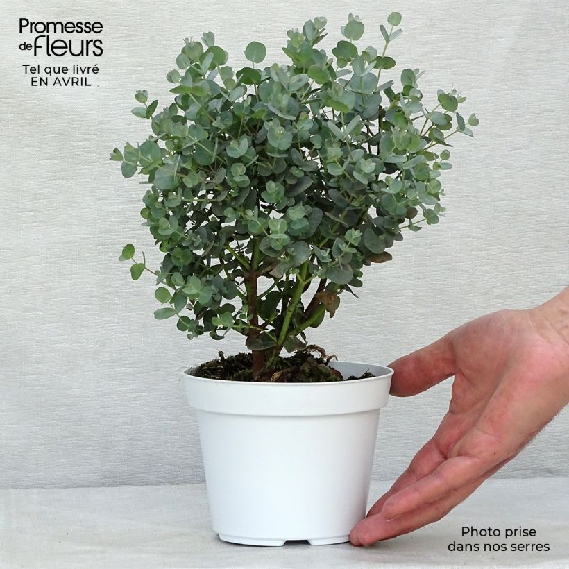 Spécimen de Eucalyptus gunnii - Gommier cidre Pot de 1L/1,5LHauteur livrée env. 15/20cm tel que livré au printemps