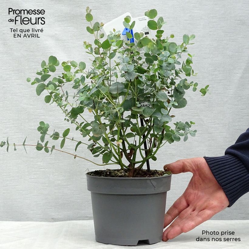 Spécimen de Eucalyptus gunnii - Gommier cidre Pot de 2L/3LHauteur livrée env. 40/60cm tel que livré au printemps