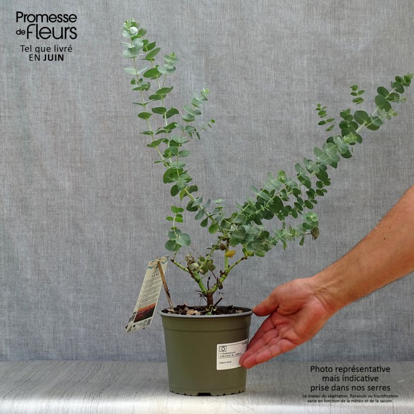 Spécimen de Eucalyptus gunnii - Gommier cidre Pot de 2L/3L tel que livré en été