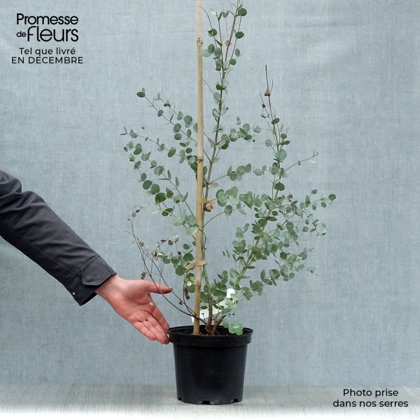 Spécimen de Eucalyptus gunnii - Gommier cidre Pot de 4L/5L tel que livré en hiver