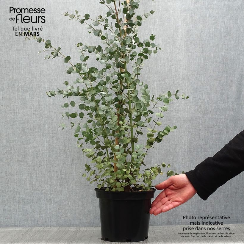 Spécimen de Eucalyptus gunnii - Gommier cidre Pot de 4L/5LHauteur livrée env. 60/80cm tel que livré au printemps