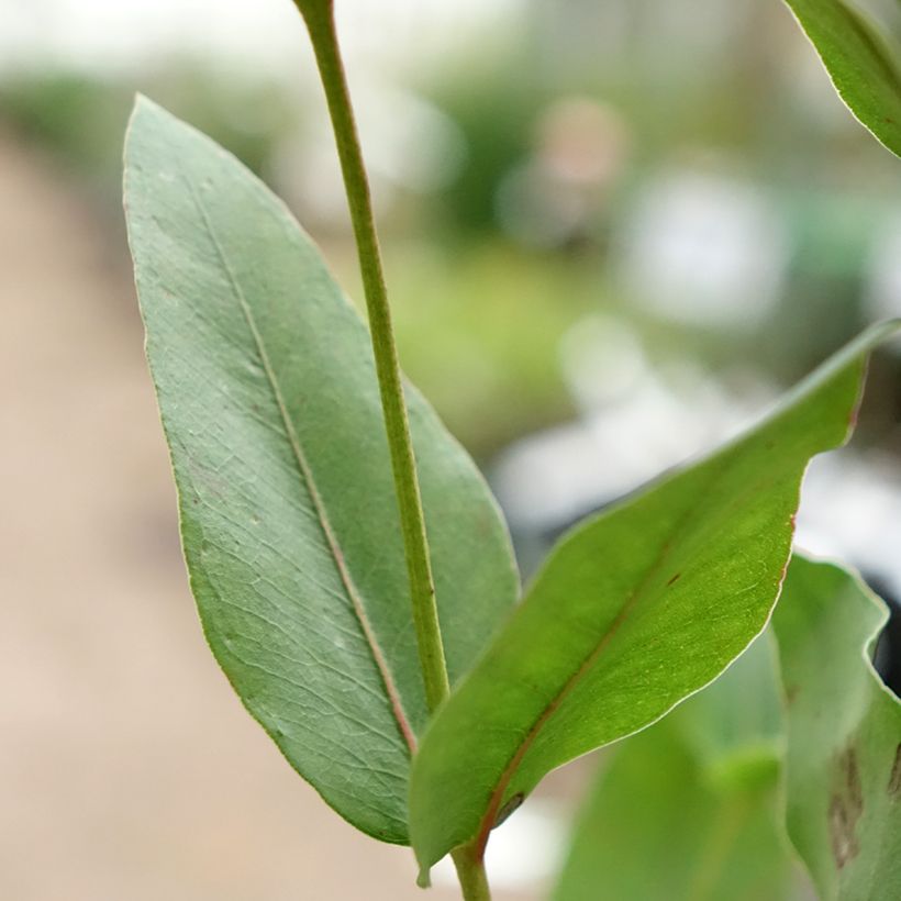 Eucalyptus kitsoniana - Gommier du Gippsland  (Feuillage)