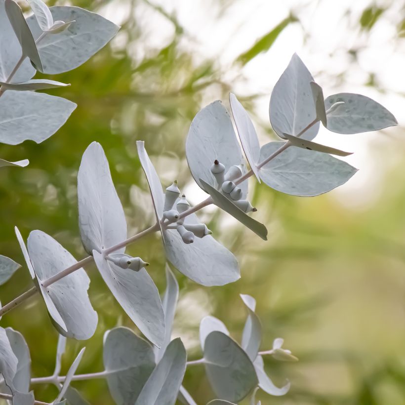 Eucalyptus macrocarpa - Mottlecah (Feuillage)