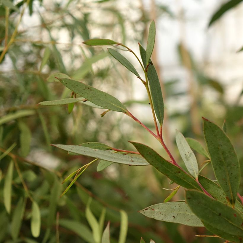 Eucalyptus mitchelliana - Gommier de Mount Buffalo (Feuillage)