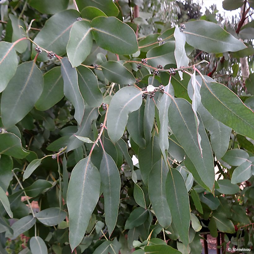 Eucalyptus neglecta - Gommier d’Omeo (Feuillage)