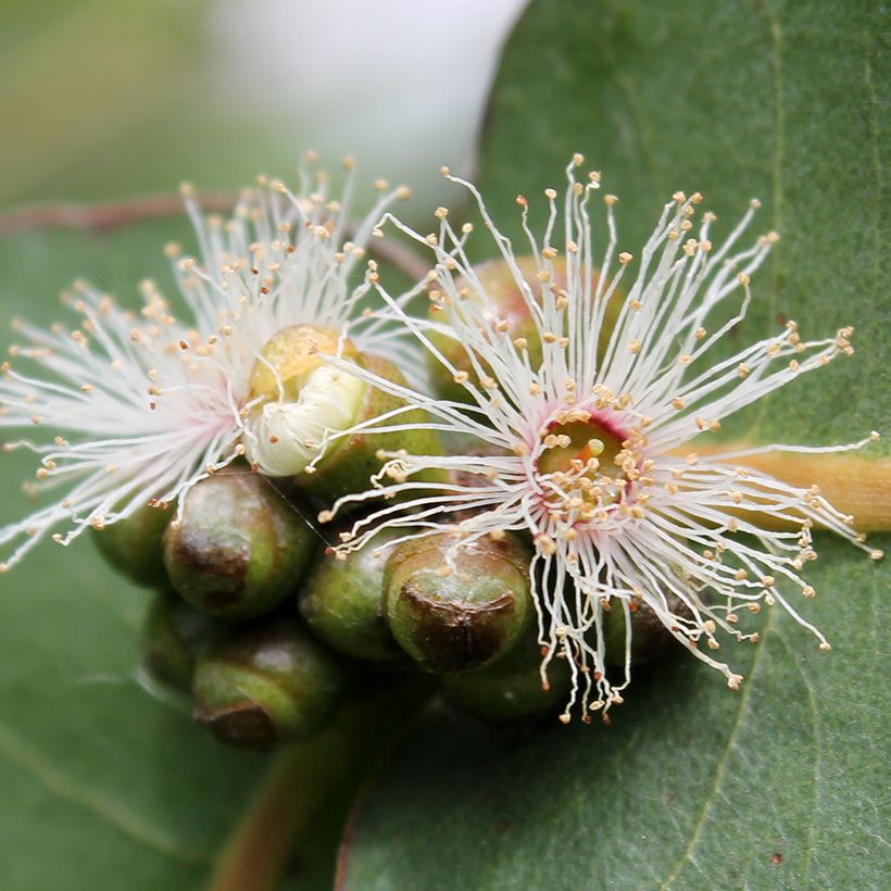 Eucalyptus neglecta - Gommier d’Omeo (Floraison)