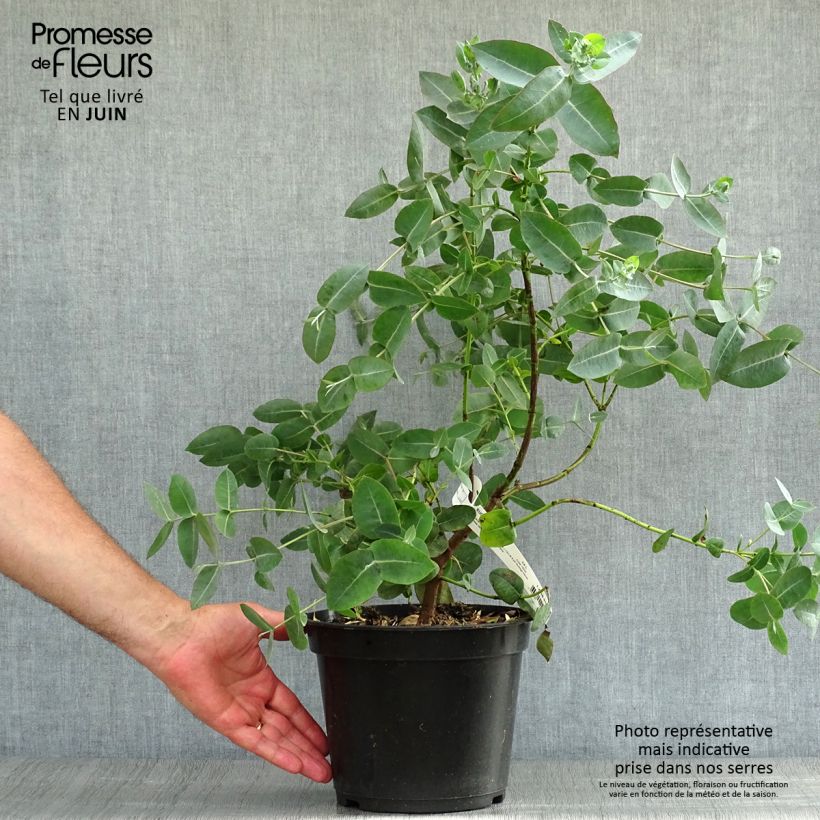 Spécimen de Eucalyptus neglecta - Gommier d’Omeo Pot de 4L/5L tel que livré en été