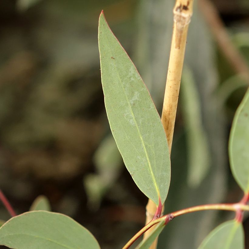Eucalyptus nicholii - Gommier menthe de Nicol (Feuillage)