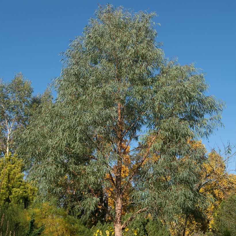 Eucalyptus nicholii - Gommier menthe de Nicol (Port)