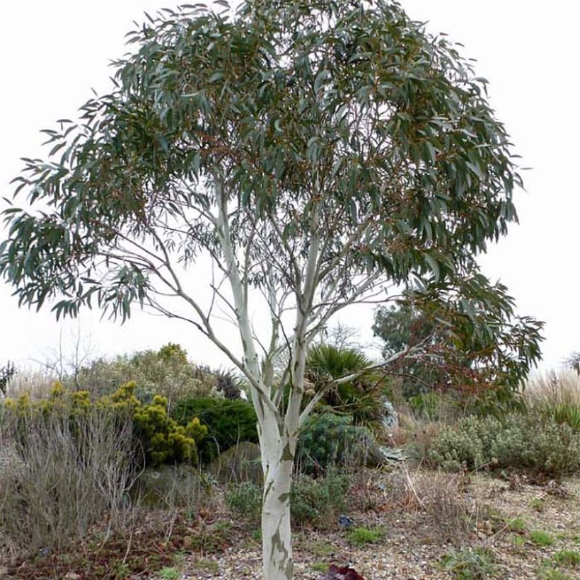 Eucalyptus niphophila - Gommier des neiges (Port)