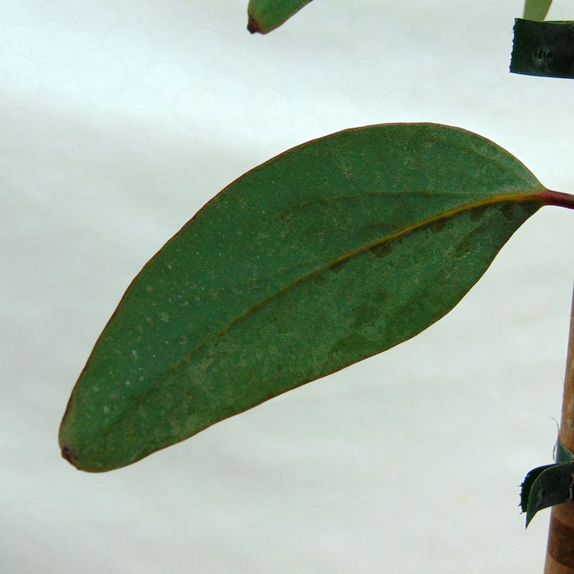 Eucalyptus niphophila - Gommier des neiges (Feuillage)