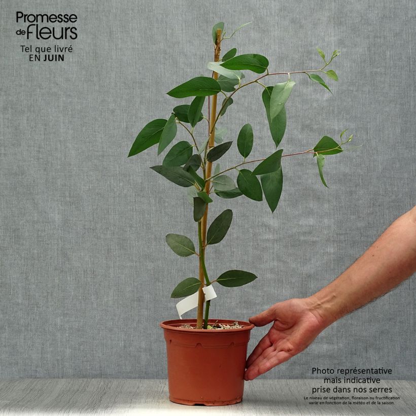 Spécimen de Eucalyptus niphophila - Gommier des neiges Pot de 3L/4L tel que livré en été