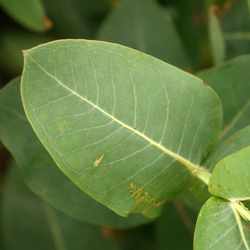 Eucalyptus nitens - Gommier brillant (Feuillage)