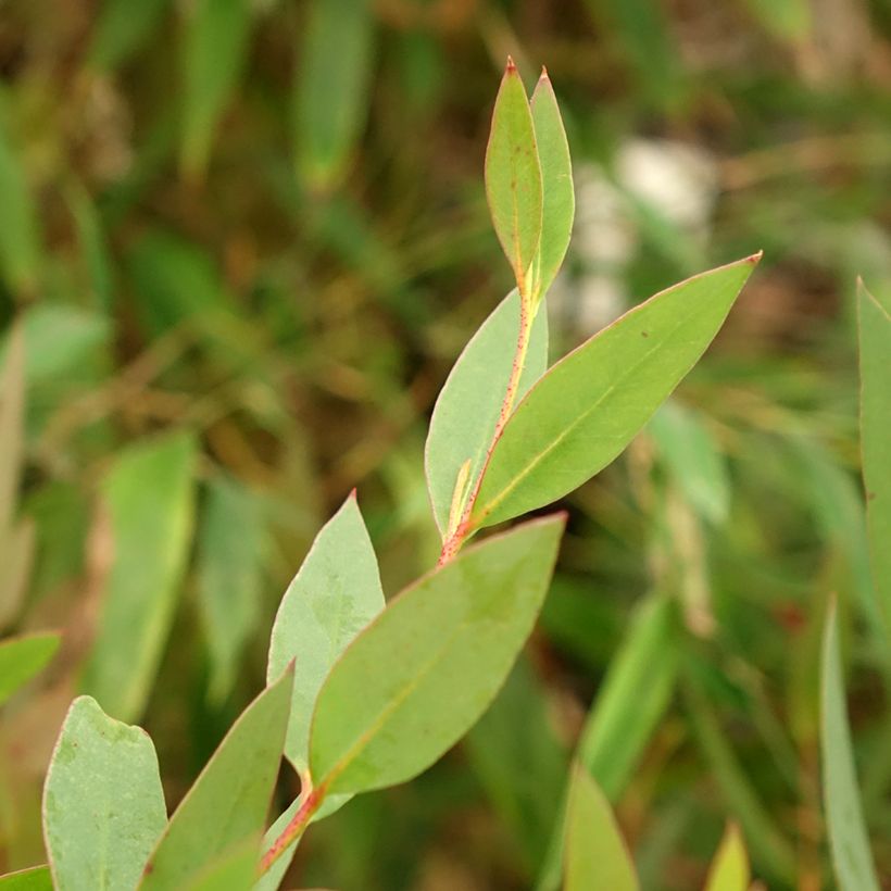 Eucalyptus nitida - Gommier menthe de Smithton (Feuillage)