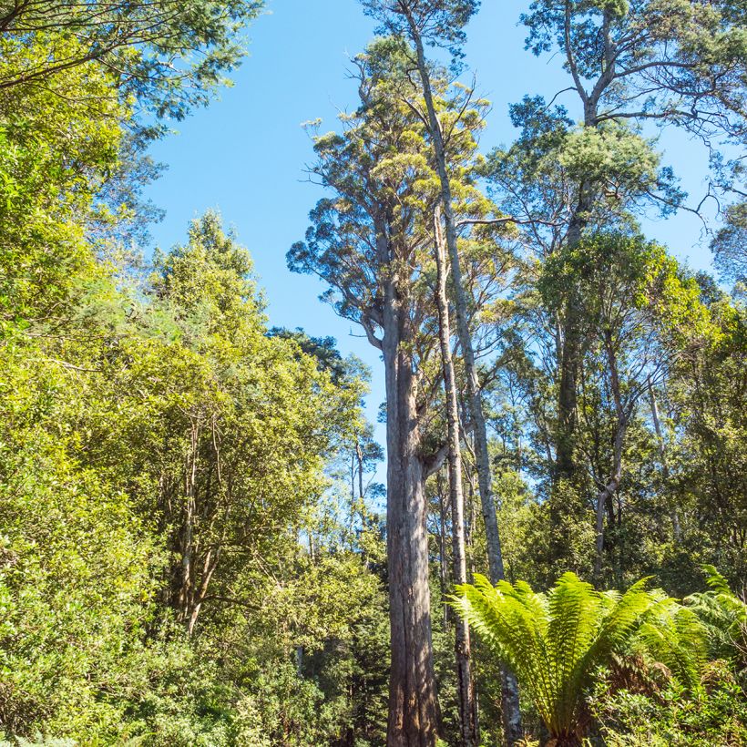Eucalyptus obliqua - Eucalyptus géant (Port)