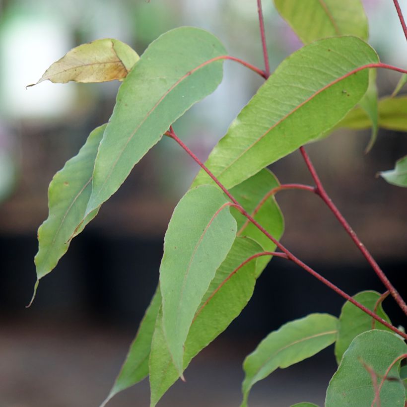 Eucalyptus obliqua - Eucalyptus géant (Feuillage)