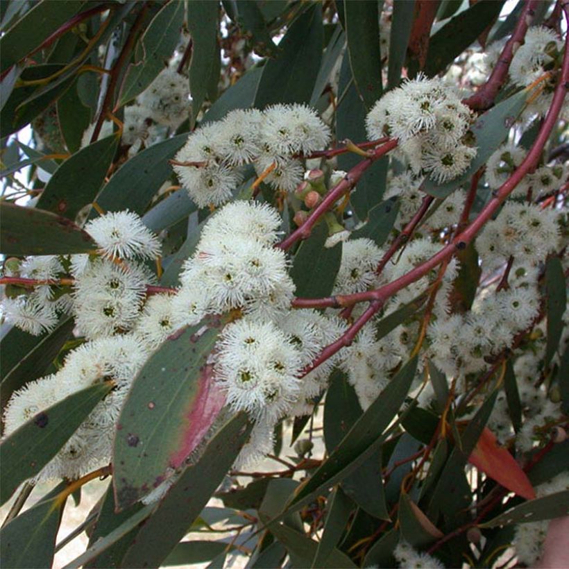 Eucalyptus parviflora - Gommier à petites feuilles (Floraison)
