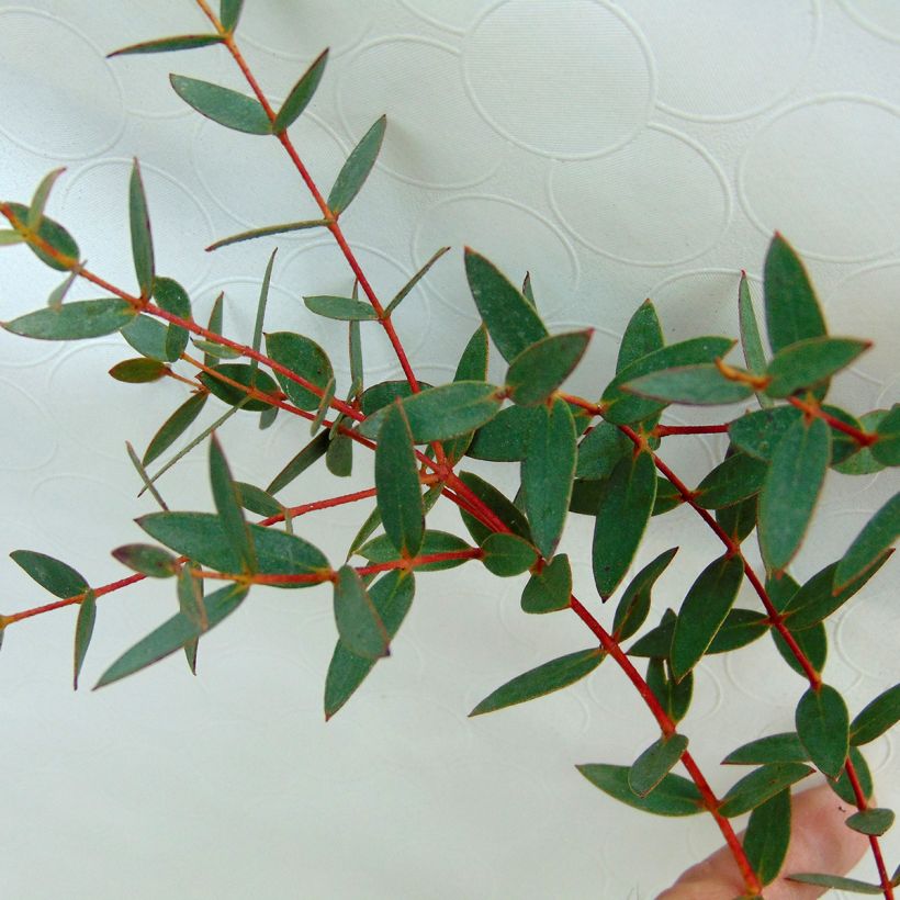 Eucalyptus parviflora - Gommier à petites feuilles (Feuillage)